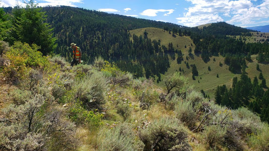 Gaia Metals makes gold-silver discovery at the Freeman Creek, Idaho